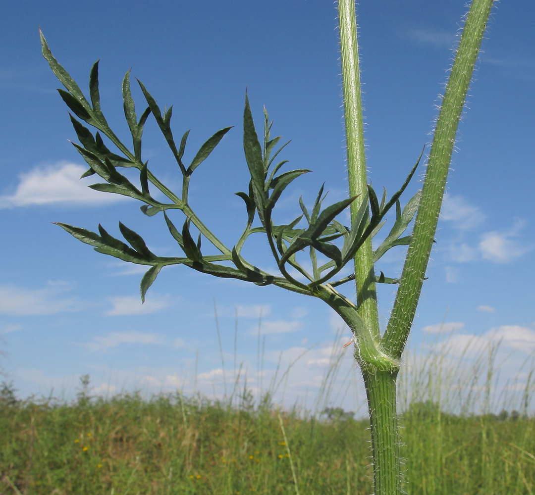 Image of Daucus carota specimen.