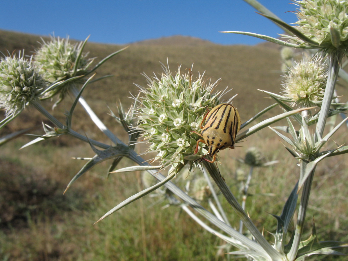 Image of Eryngium macrocalyx specimen.