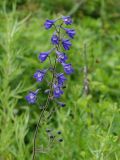 Delphinium maackianum. Соцветие. Приморье, Партизанский р-н, луг у морского побережья. 18.07.2016.