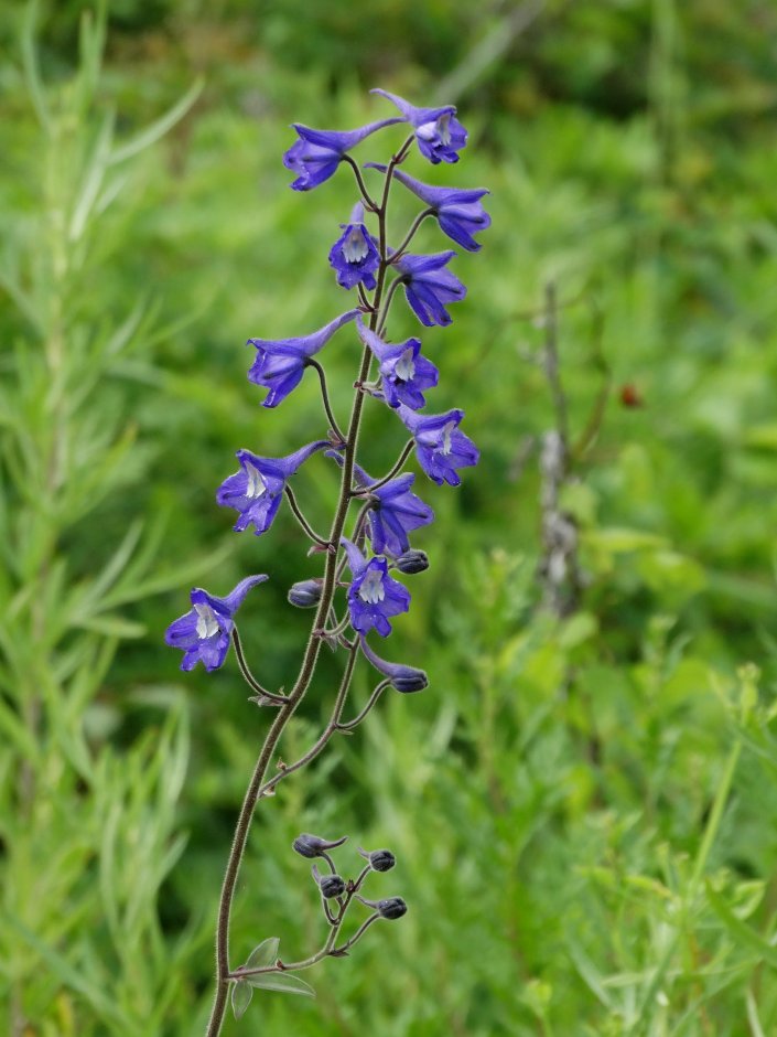 Изображение особи Delphinium maackianum.