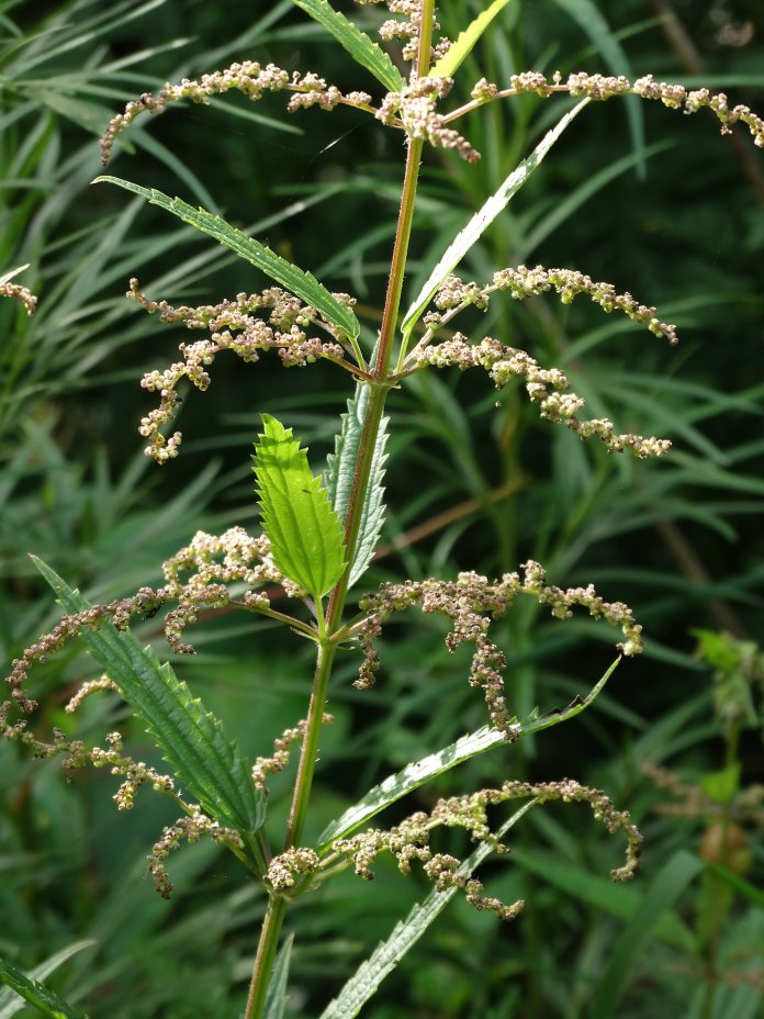 Image of Urtica angustifolia specimen.