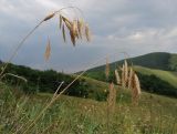 Bromus japonicus. Верхушки побегов с соплодиями. Краснодарский край, м/о г. Новороссийск, хр. Маркотх, вершина 462, выс. ≈ 460 м н.у.м., задернованное скальное обнажение. 09.07.2016.