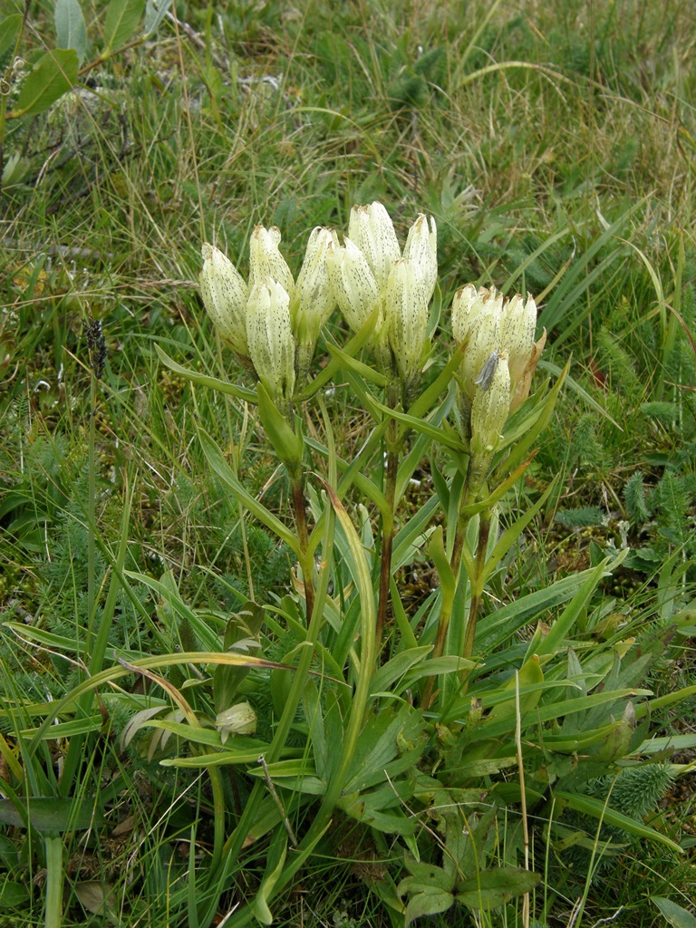 Изображение особи Gentiana algida.