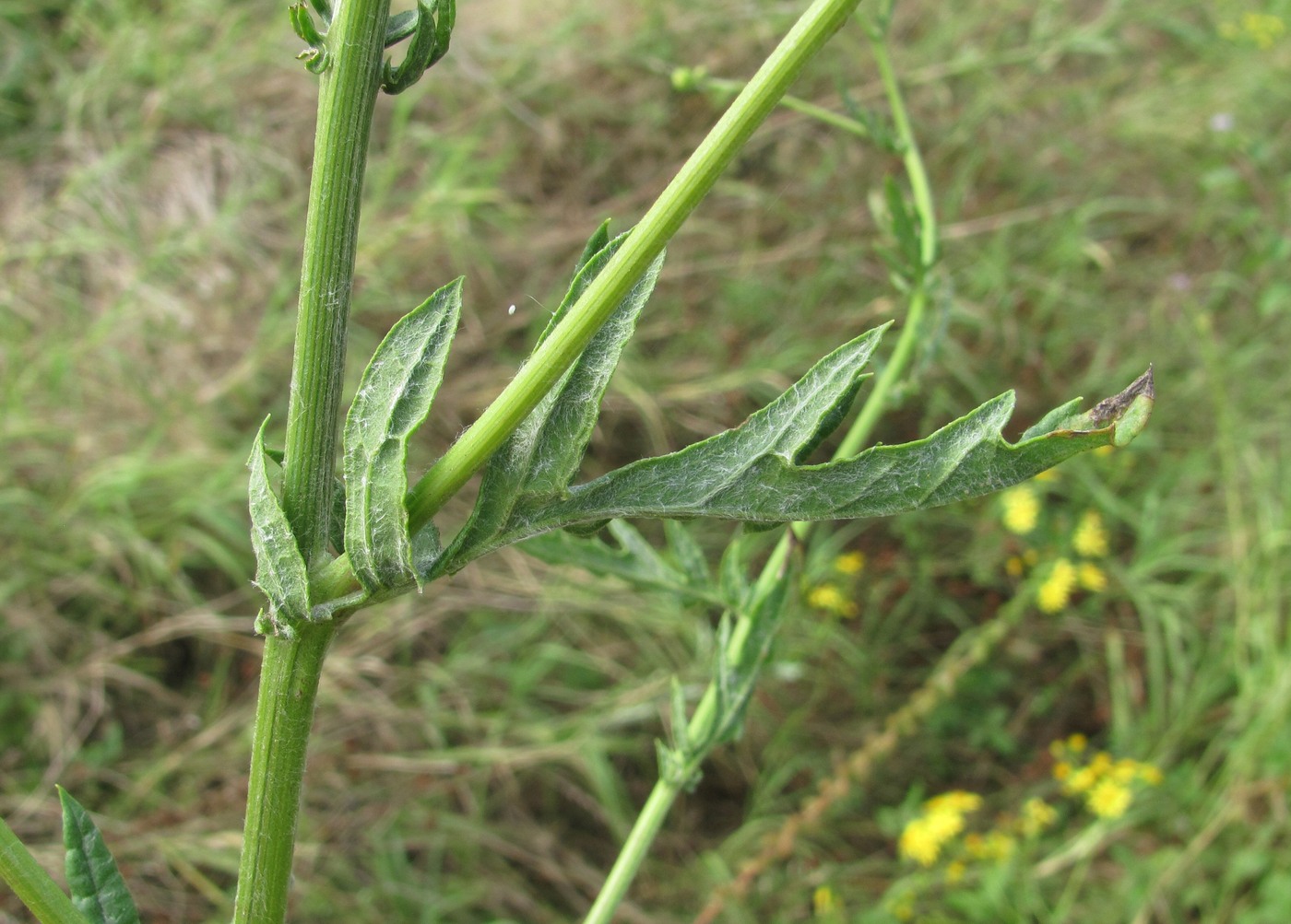 Image of Senecio grandidentatus specimen.