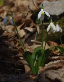 Galanthus woronowii