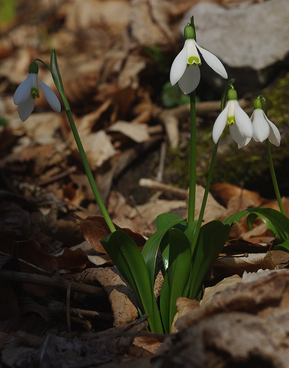 Изображение особи Galanthus woronowii.