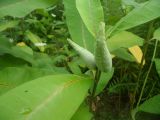 Asclepias syriaca