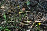 Ranunculus flammula