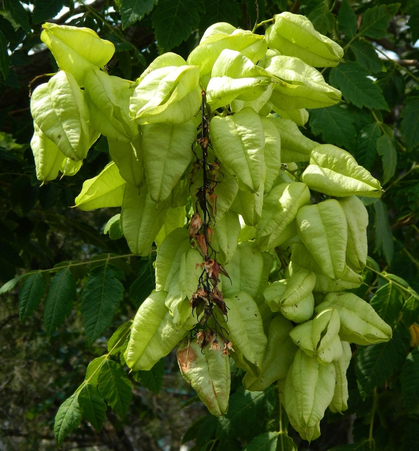 Image of Koelreuteria paniculata specimen.