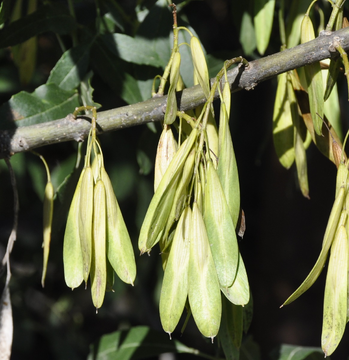 Изображение особи род Fraxinus.