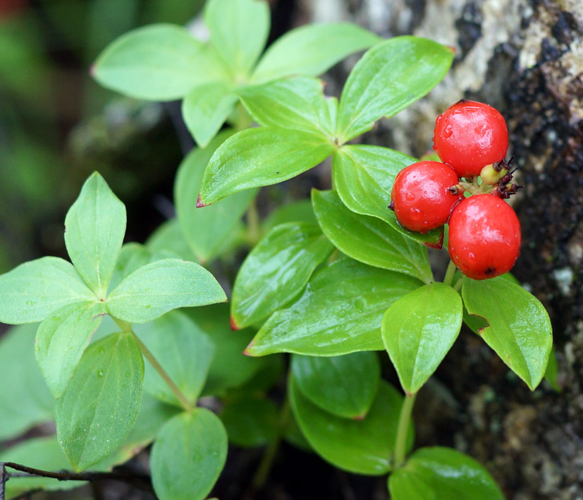 Изображение особи Chamaepericlymenum suecicum.