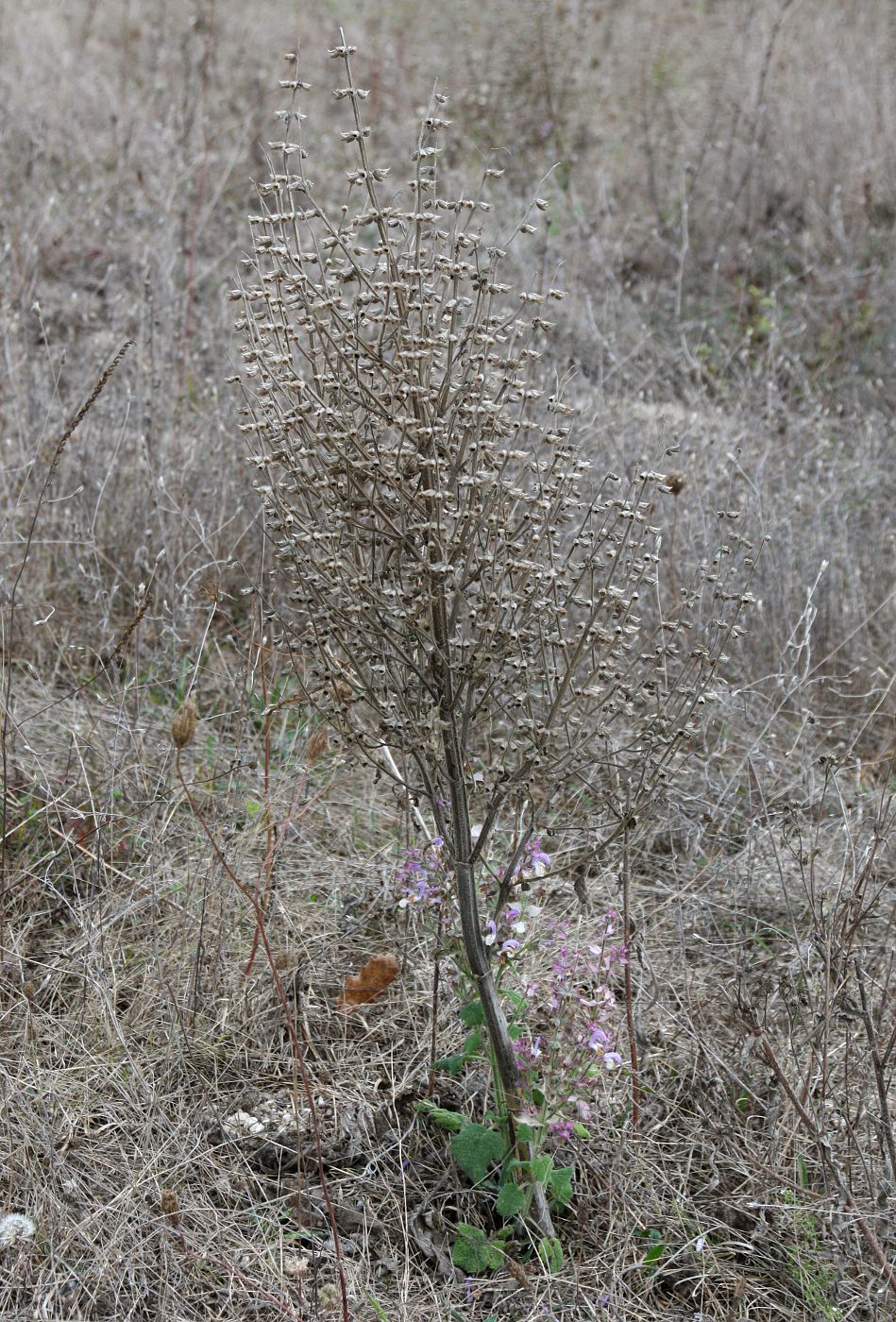 Image of Salvia sclarea specimen.