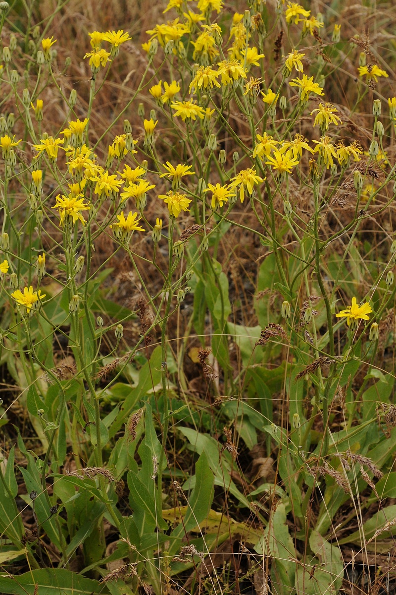 Изображение особи Crepis darvazica.