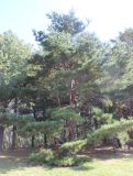 Pinus &times; funebris