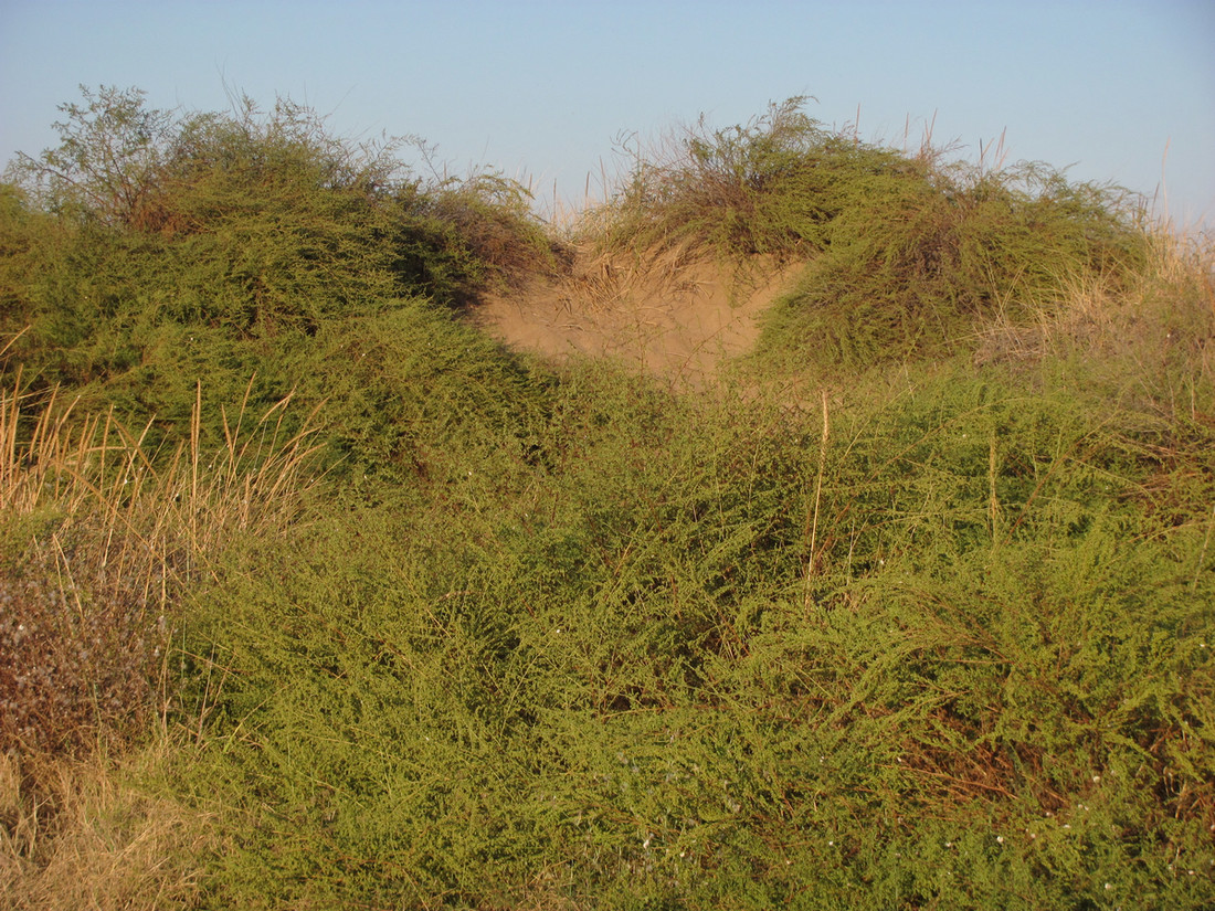 Image of Artemisia arenaria specimen.