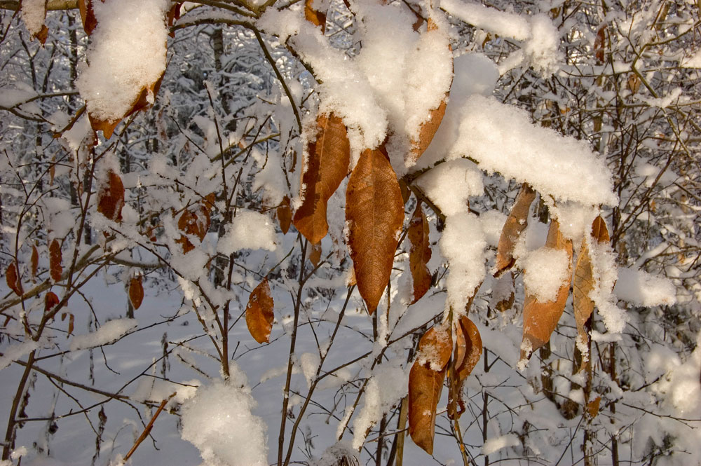 Image of genus Salix specimen.