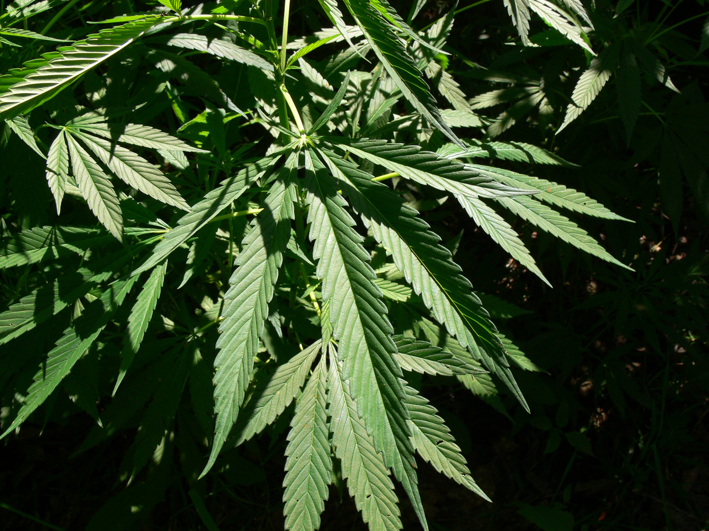 Изображение особи Cannabis sativa.
