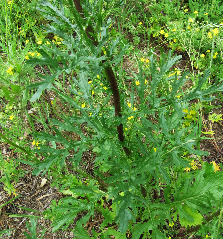 Изображение особи Senecio jacobaea.