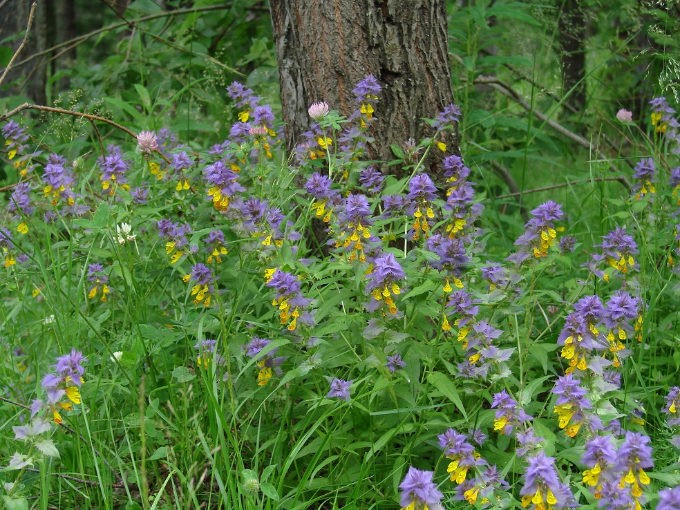 Image of Melampyrum nemorosum specimen.