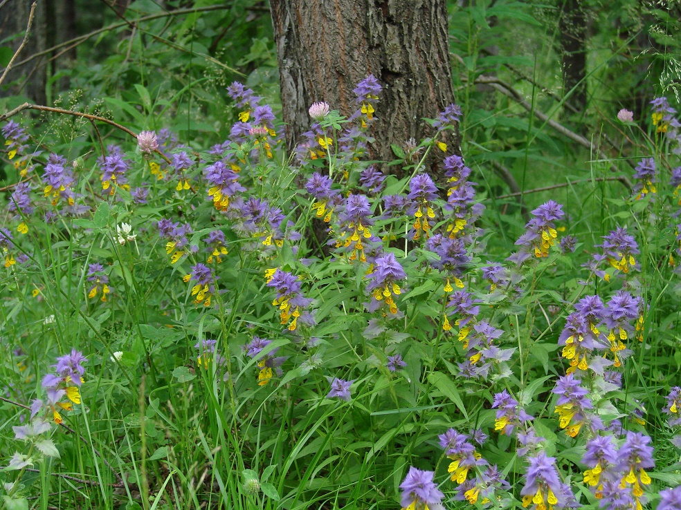 Изображение особи Melampyrum nemorosum.