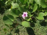 Ipomoea pes-caprae. Часть побега с цветком. Австралия, Квинсленд, о. Фрейзер, мыс Indian Head. 16.04.2009.