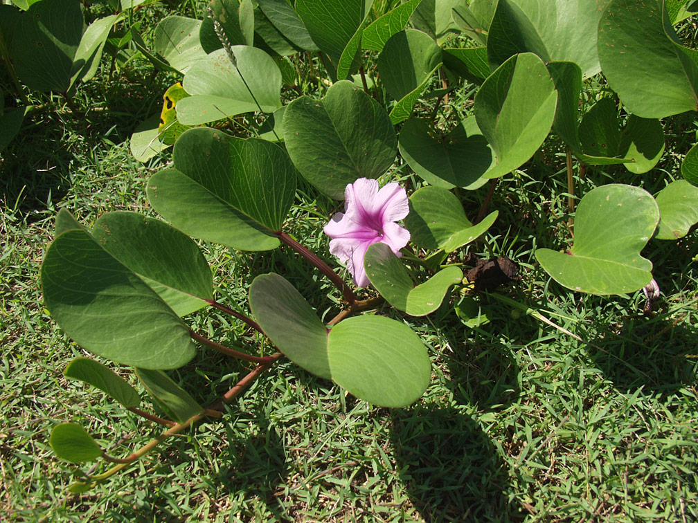 Image of Ipomoea pes-caprae specimen.