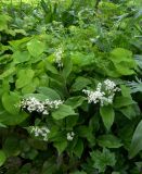 Smilacina racemosa
