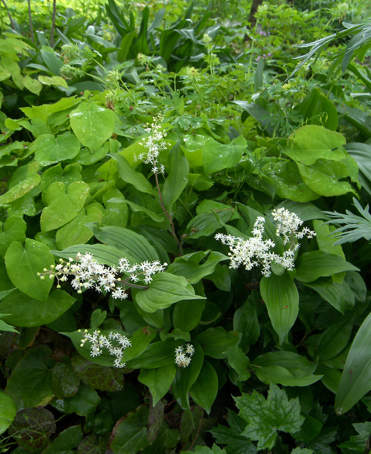 Изображение особи Smilacina racemosa.