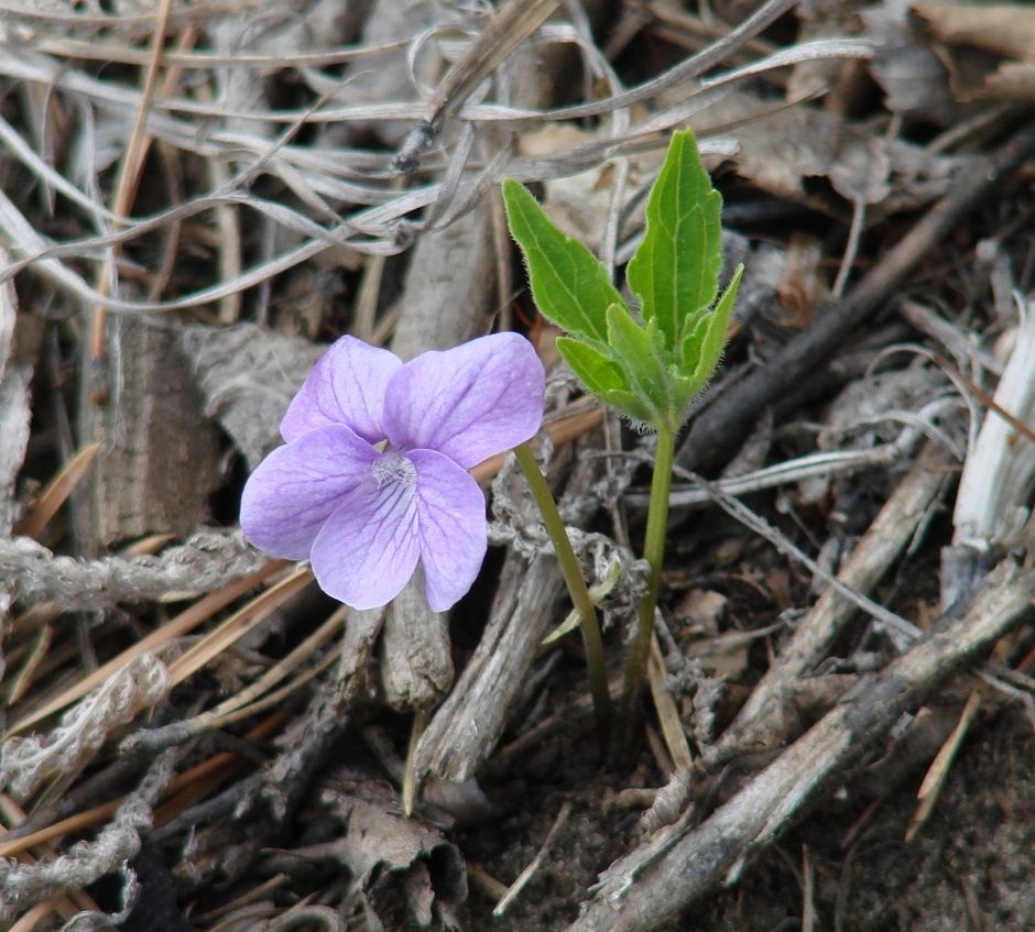 Изображение особи Viola dactyloides.