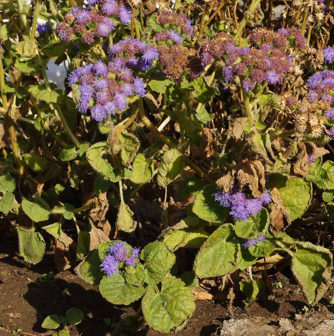 Изображение особи Ageratum houstonianum.