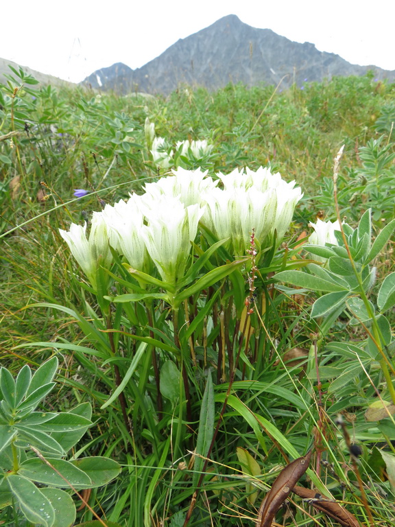 Изображение особи Gentiana algida.