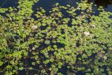 Hydrocharis morsus-ranae. Заросли у берега озера (в воде также опавшие листья Alnus glutinosa; слева - листья Carex sp. и Sagittaria sagittifolia). Ленинградская обл., Кингисеппский р-н, окр. пос. Новое Гарколово, побережье Финского залива, озеро за береговым валом. 28.08.2016.