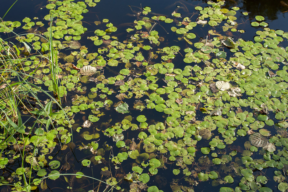 Image of Hydrocharis morsus-ranae specimen.