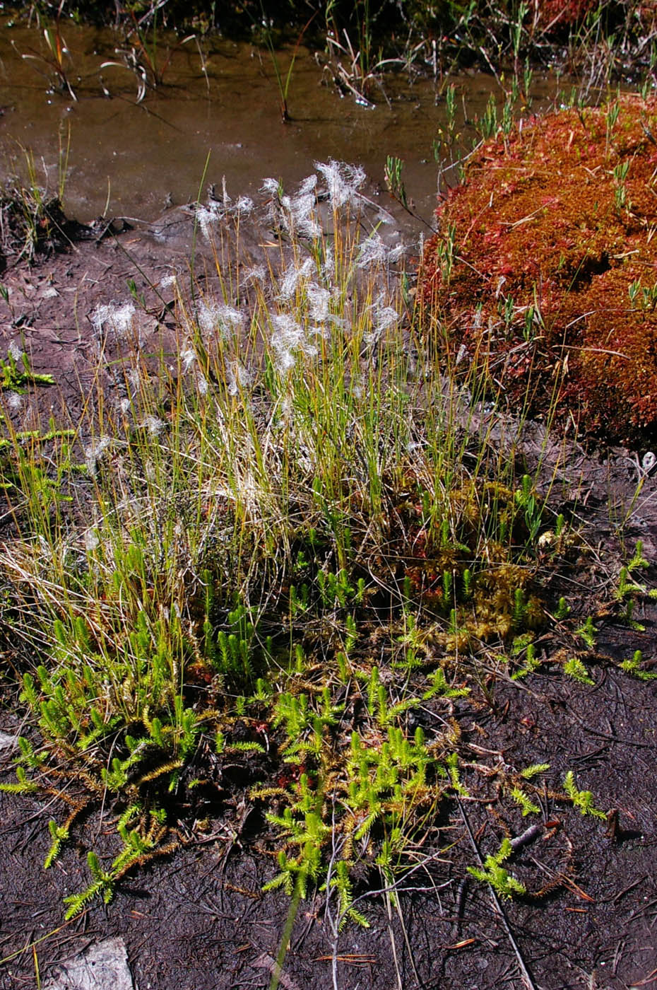 Image of Trichophorum alpinum specimen.