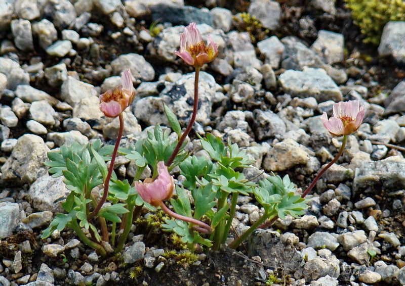 Изображение особи Beckwithia glacialis.