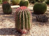 род Ferocactus. Зацветающее растение. Австралия, Новый Южный Уэльс, пос. Лайтнинг Ридж, питомник кактусов, основанный в 1966 г. Джоном и Элизабет Беван (Bevan). 14.09.2009.