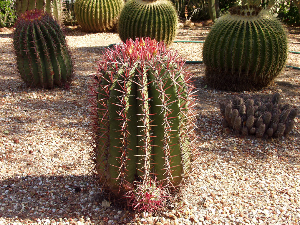 Изображение особи род Ferocactus.