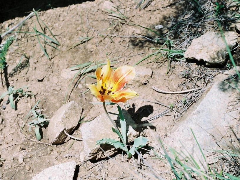 Изображение особи Tulipa schmidtii.