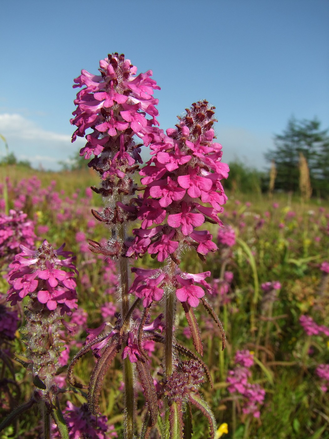 Изображение особи Pedicularis spicata.