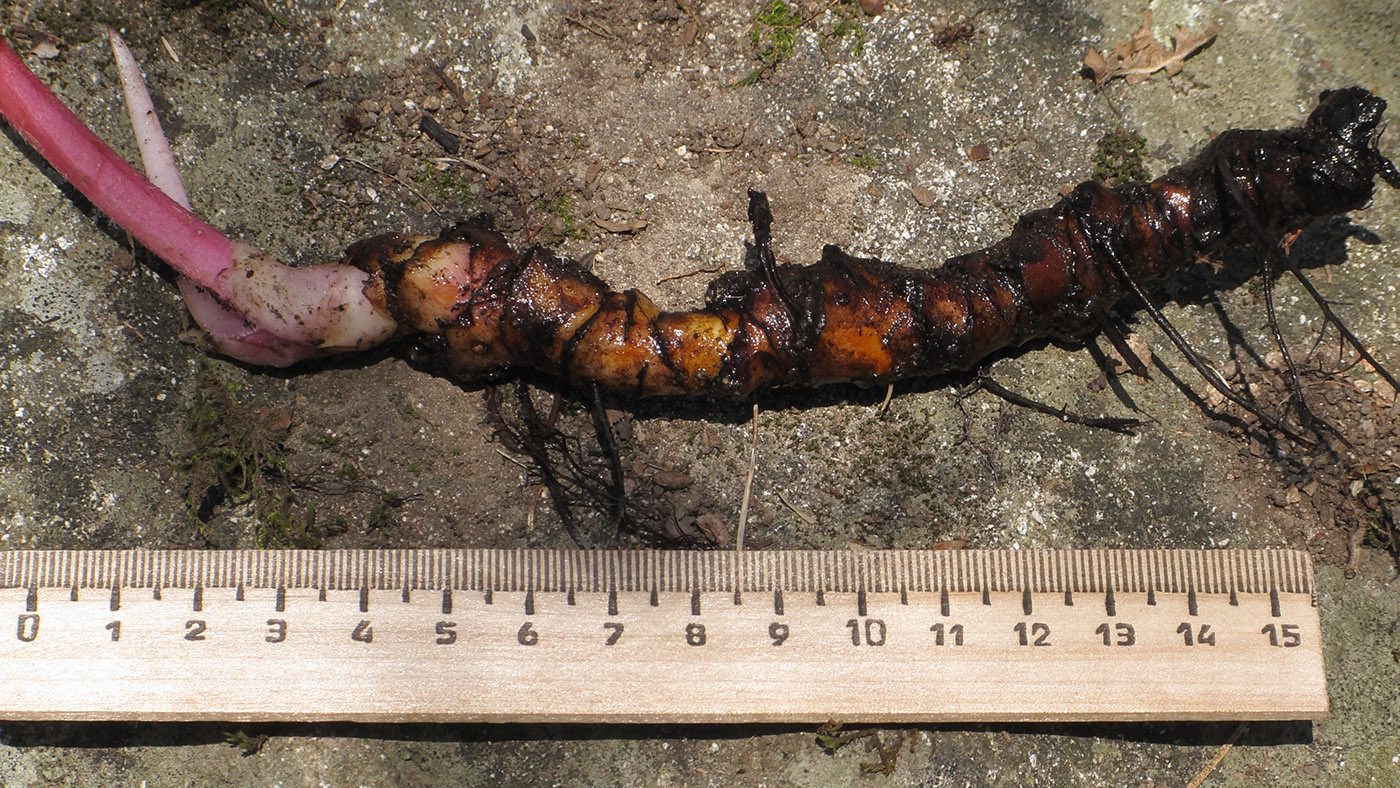 Image of Trachystemon orientalis specimen.