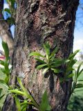 Salix × sepulcralis