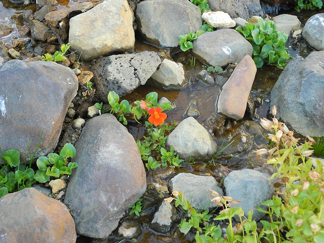 Изображение особи Mimulus cupreus.