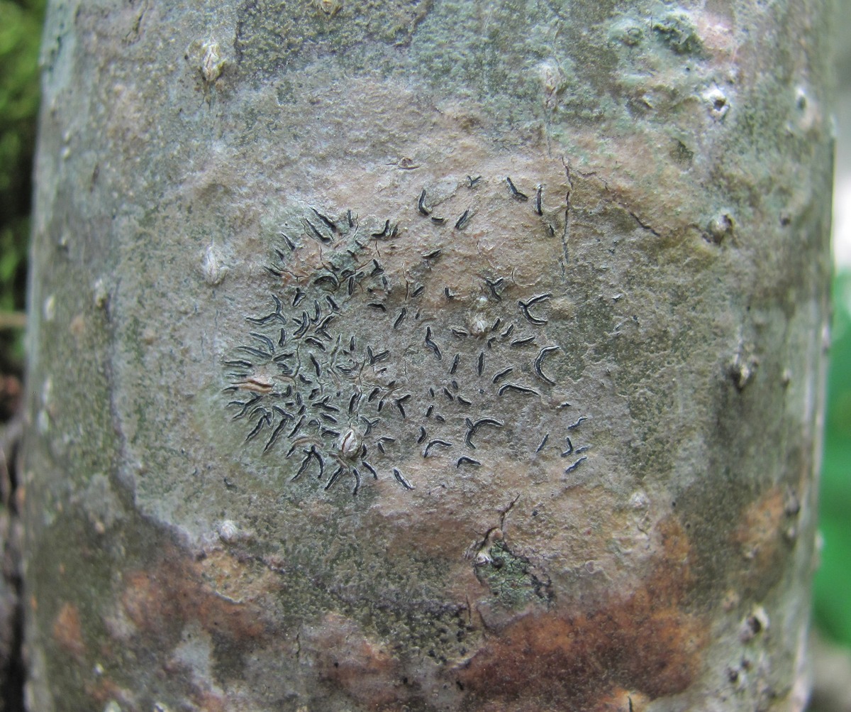 Image of genus Graphis specimen.