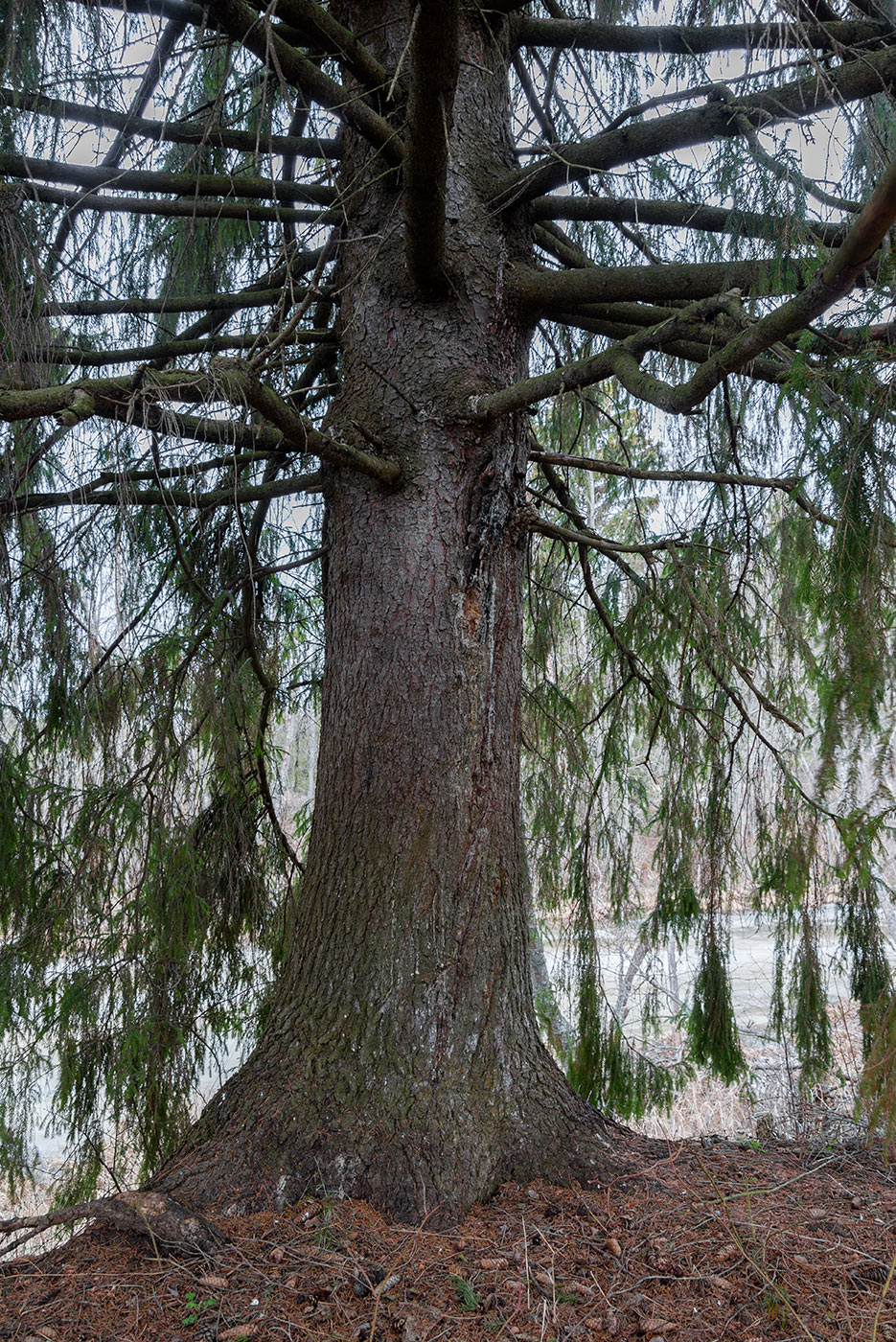 Image of Picea × fennica specimen.