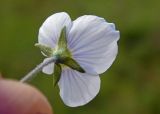 Veronica gentianoides