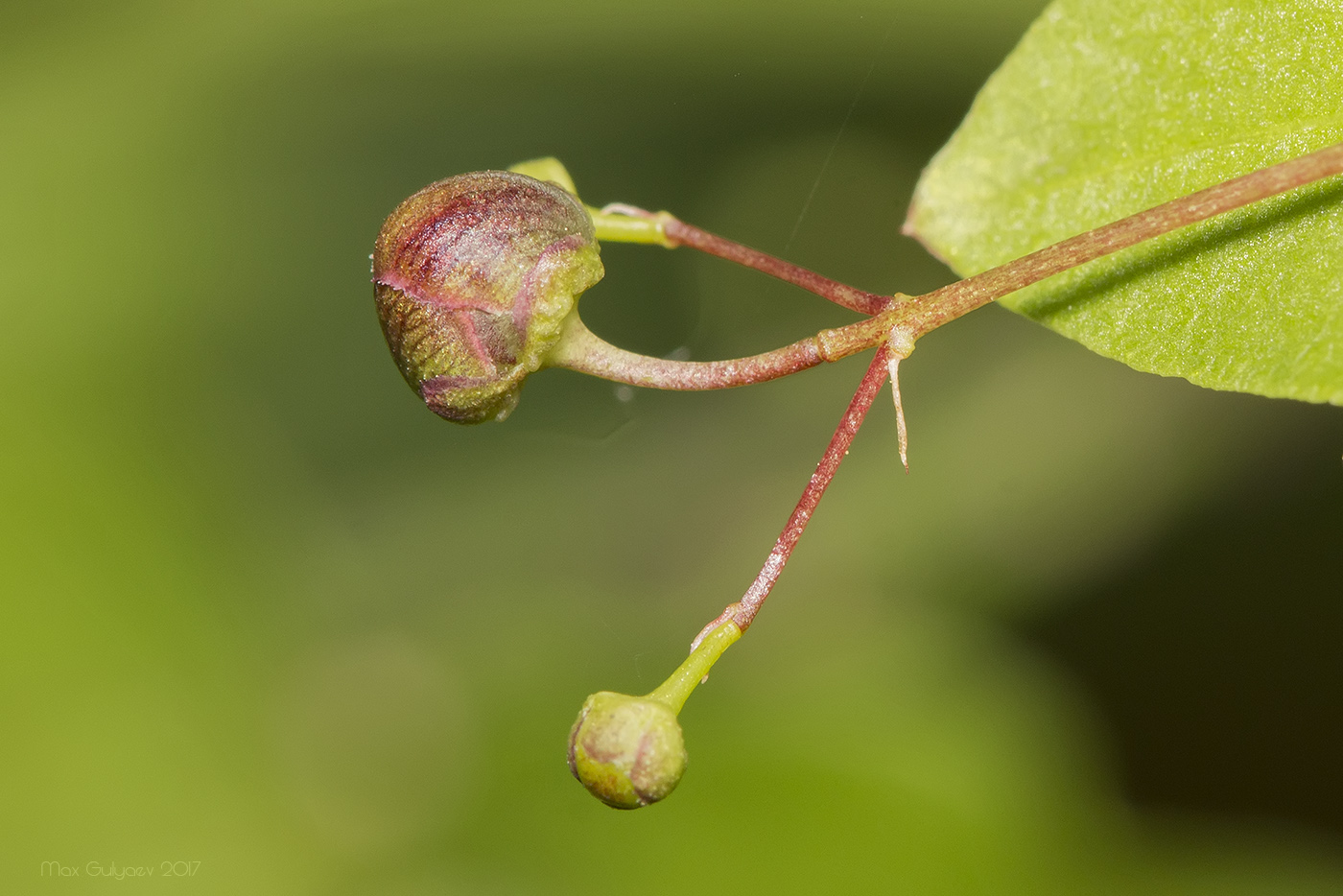 Image of Euonymus verrucosus specimen.