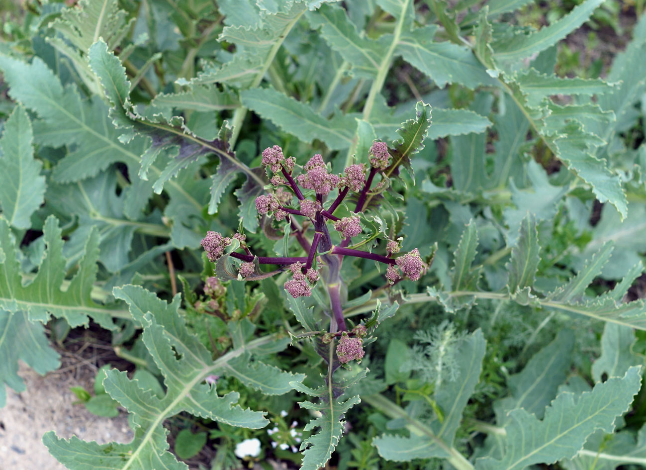 Изображение особи Crambe orientalis.