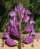 Polygala major. Соцветие. Краснодарский край, Крымский р-н, окр. хут. Гапоновский, большая поляна среди широколиственного леса, зарастающая молодыми деревьями и кустарниками. 01.05.2017.