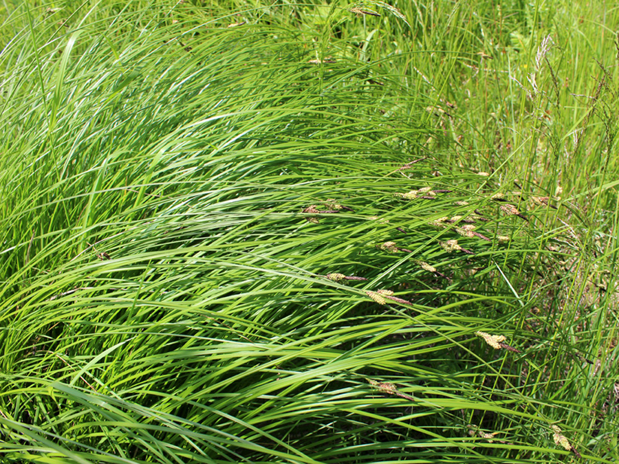 Изображение особи Carex cespitosa.