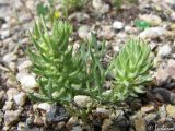 Ceratocephala incurva